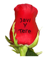 Rosa fresca personalizada