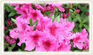 azalea azalea