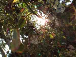 huerta, vivero, viñas y cosas de la boda luis 085